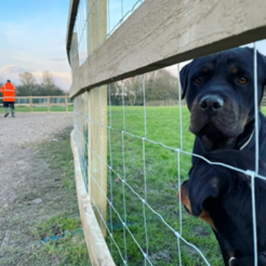 Stock Fencing for Dog Paddock